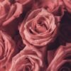 Rose + Aloe Vera + Natural Shower Gel - Image 5