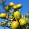 Argan + Aloe Vera Body Moisturizer - neroli - Image 5