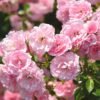 Argan + Aloe Vera Body Moisturizer - Rose - Image 5